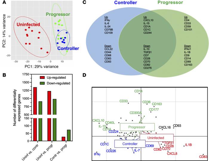 PBMCs gene signature associated with T. cruzi parasite control.
(A) PCA ...