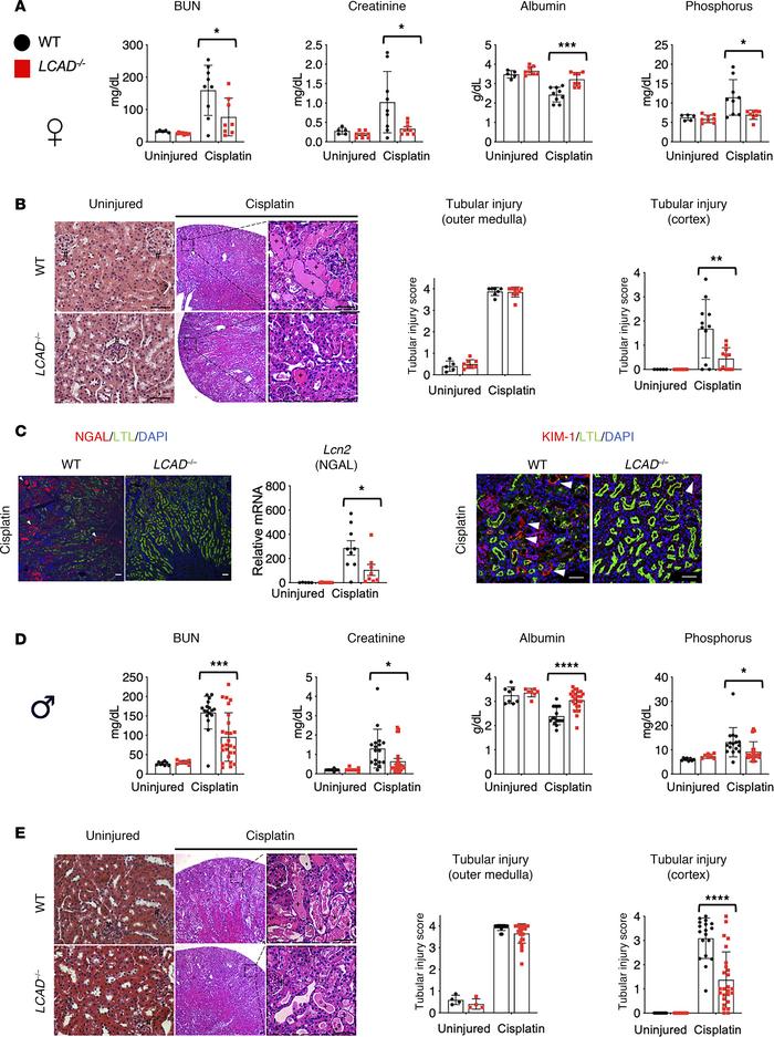 
LCAD–/– kidneys are protective against cisplatin-AKI in sex-independent...