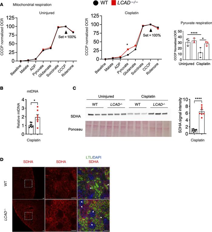 
LCAD–/– kidneys preserve mitochondrial function in cisplatin-AKI.
(A) O...