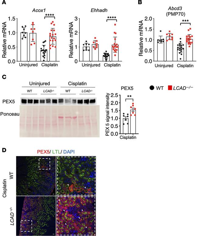 
LCAD–/– kidneys enhance peroxisomal fatty acid oxidation (FAO) in cispl...