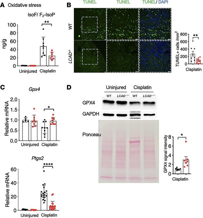 
LCAD–/– kidneys mitigate oxidative stress and ferroptosis in cisplatin-...
