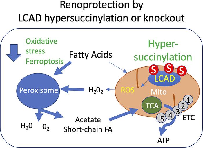 Proposed model by which loss of or hypersuccinylation of LCAD mediates r...