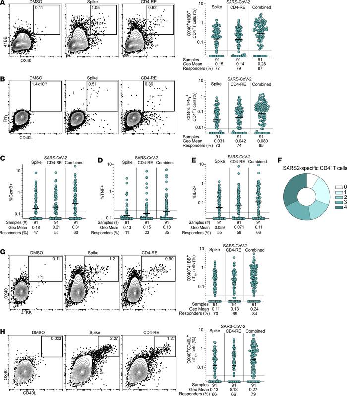 Antigen-specific CD4+ T cell responses to primary SARS2 infection and ac...
