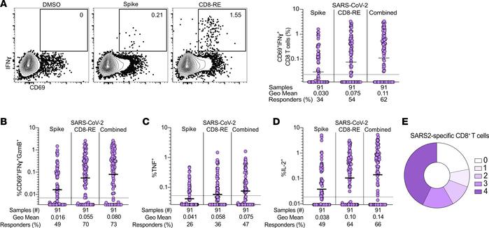 Antigen-specific CD8+ T cell responses to primary SARS2 infection and ac...