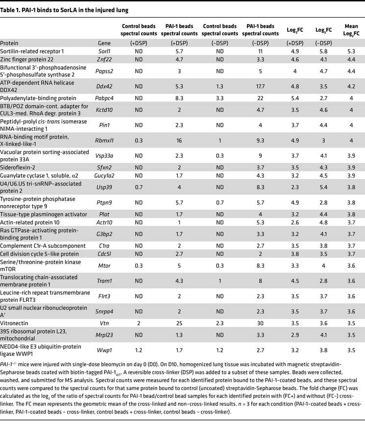 PAI-1 binds to SorLA in the injured lung
