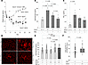 SorLA-deficient and SorLA-heterozygous mice are protected from fibrosis fol