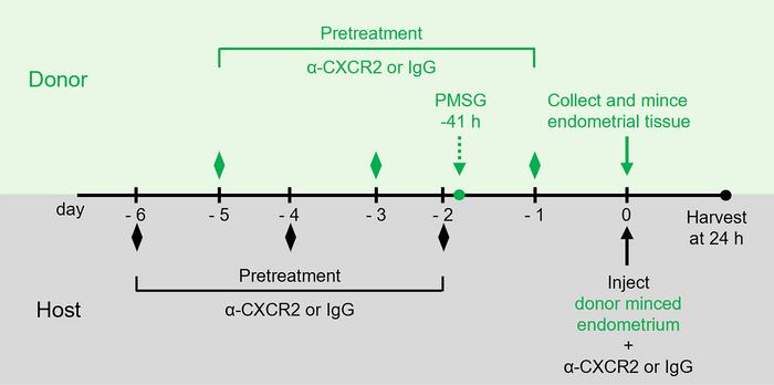 Schematic representation of study treatment and experimental timeline.
D...
