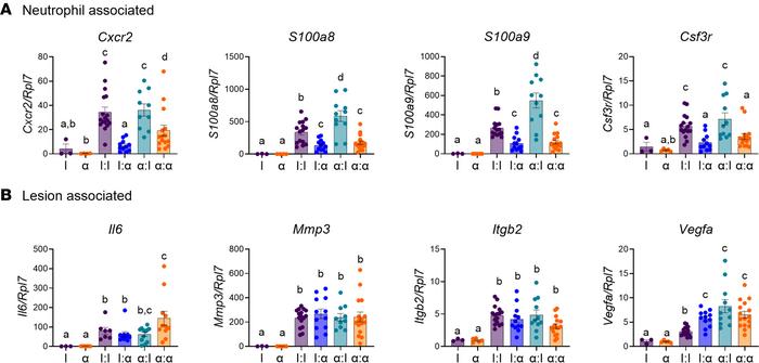 Knockdown of neutrophil recruitment in the SDME model decreased neutroph...