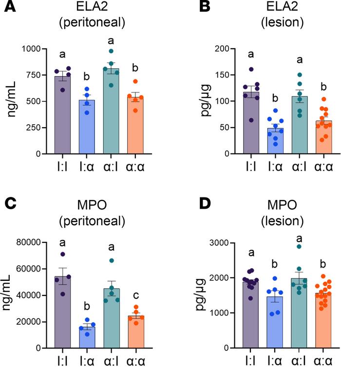 Knockdown of neutrophil recruitment in the SDME model decreased NET form...