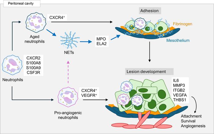 Schematic representation of a proposed mechanism for neutrophil-mediated...