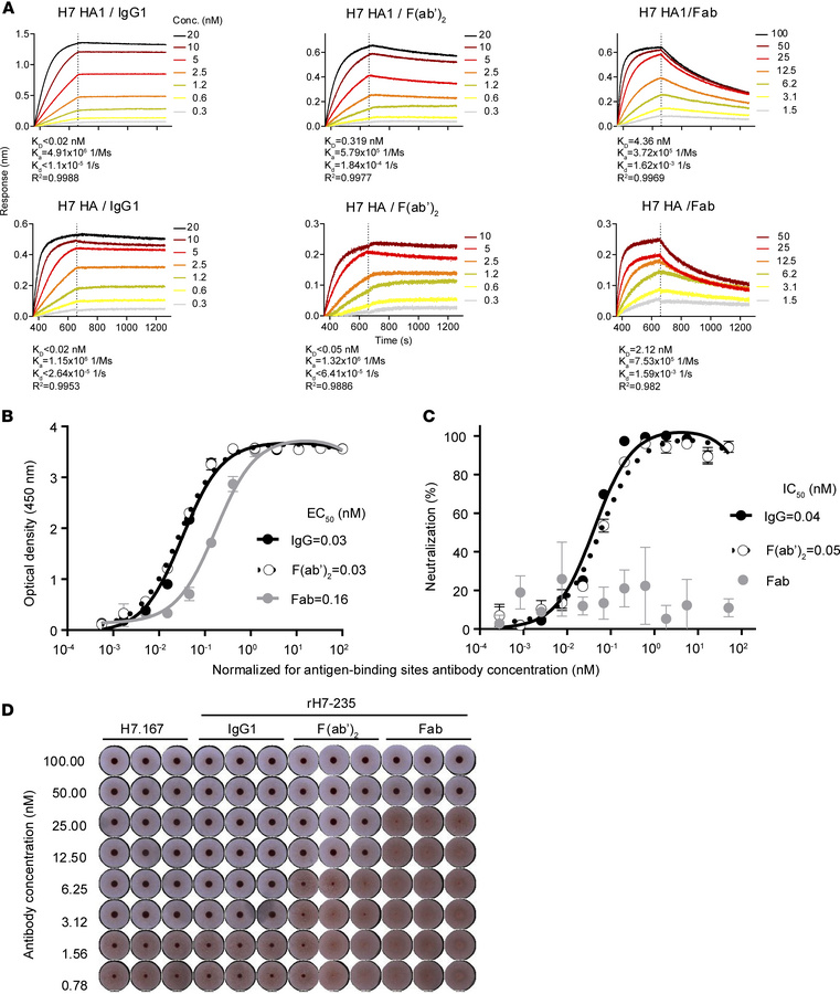Fc fragment steric hindrance and avidity contribute to H7-235 neutraliza...