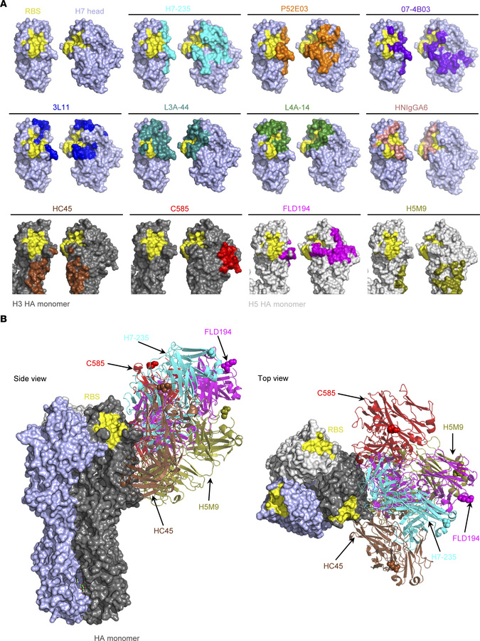 Comparison of rH7-235 and other antibodies targeting H7 HA head and HA h...