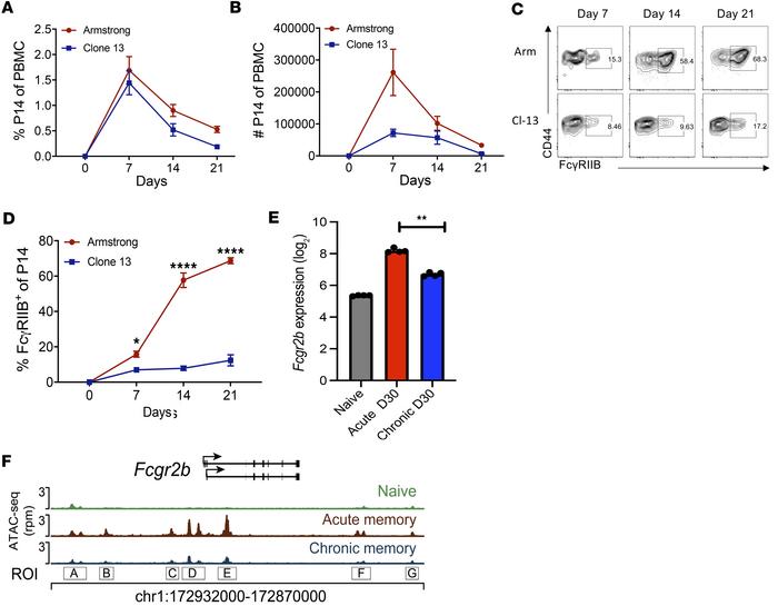 FcγRIIB is upregulated on viral antigen-specific effector and memory CD8...