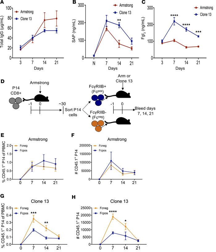 Transfer of FcγRIIB+ but not FcγRIIB– CD8+ T cells into an Fgl2-rich env...