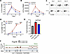 FcγRIIB is upregulated on viral antigen-specific effector and memory CD8+ T