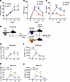 Transfer of FcγRIIB+ but not FcγRIIB– CD8+ T cells into an Fgl2-rich enviro