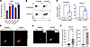 CD8+ T cells produce Fgl2 during viral infection in both mice and humans.