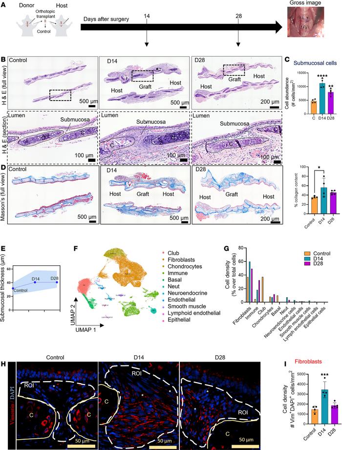 Surgery-induced stress results in fibroblast accumulation in the reconst...