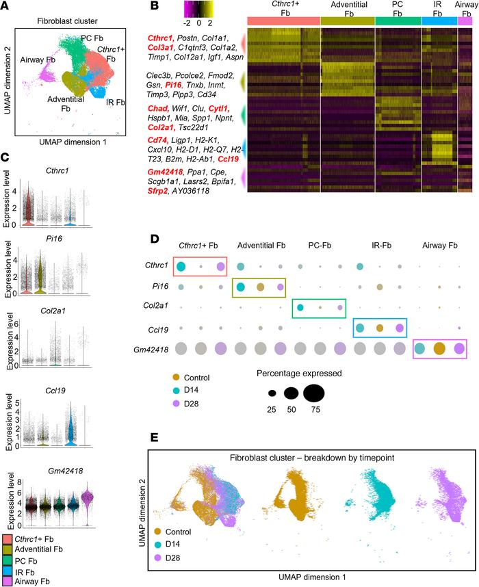 Airway fibroblast heterogeneity identified by scRNA-Seq.
(A) UMAP and an...
