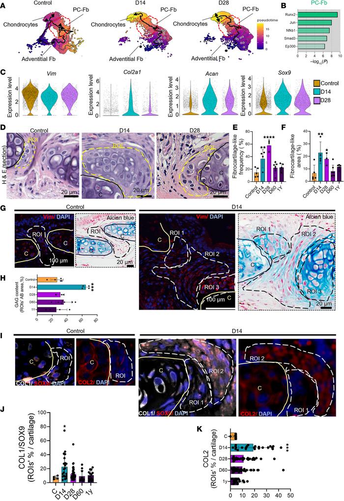 Perichondral fibroblasts modulate their identity to chondrocytes during ...