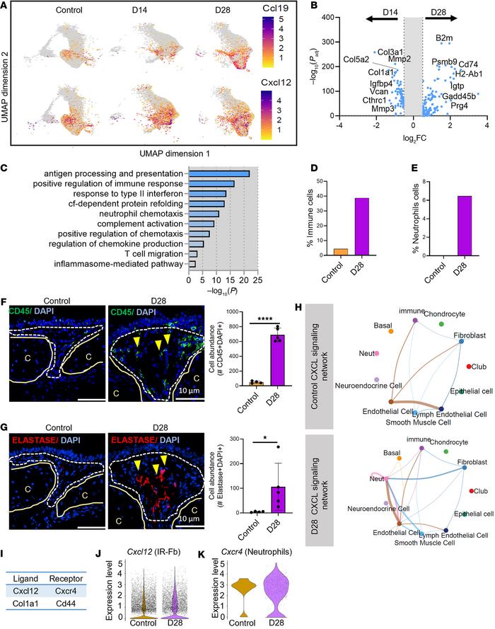 IR-Fb concomitant with immune cell recruitment and infiltration after re...