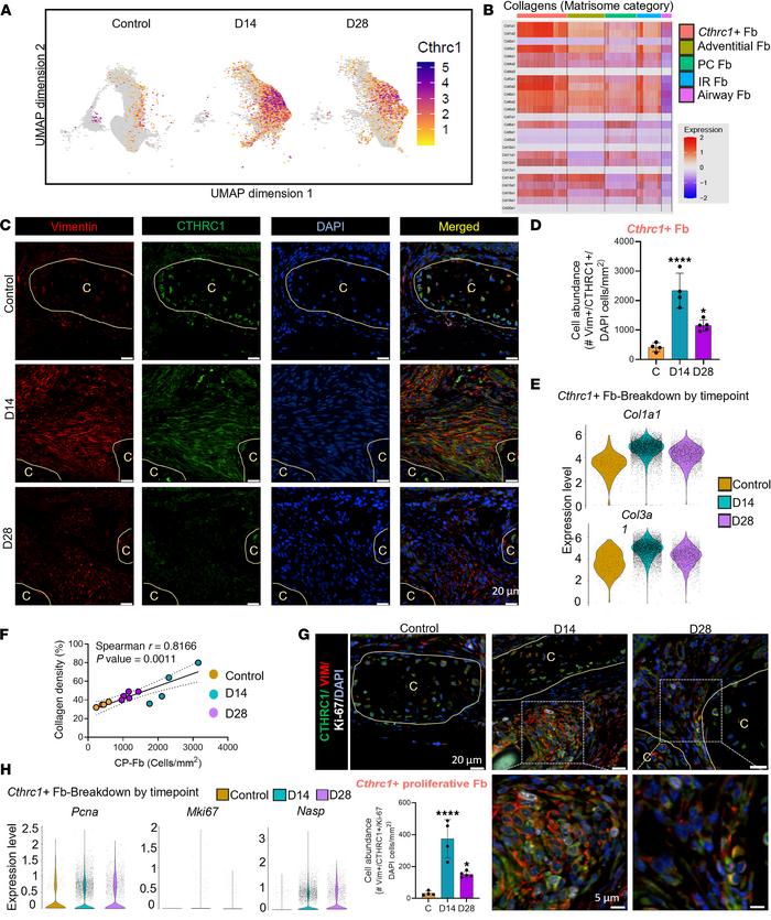 CTHRC1+ collagen-producing Fb spatially localize at the sites of injury ...