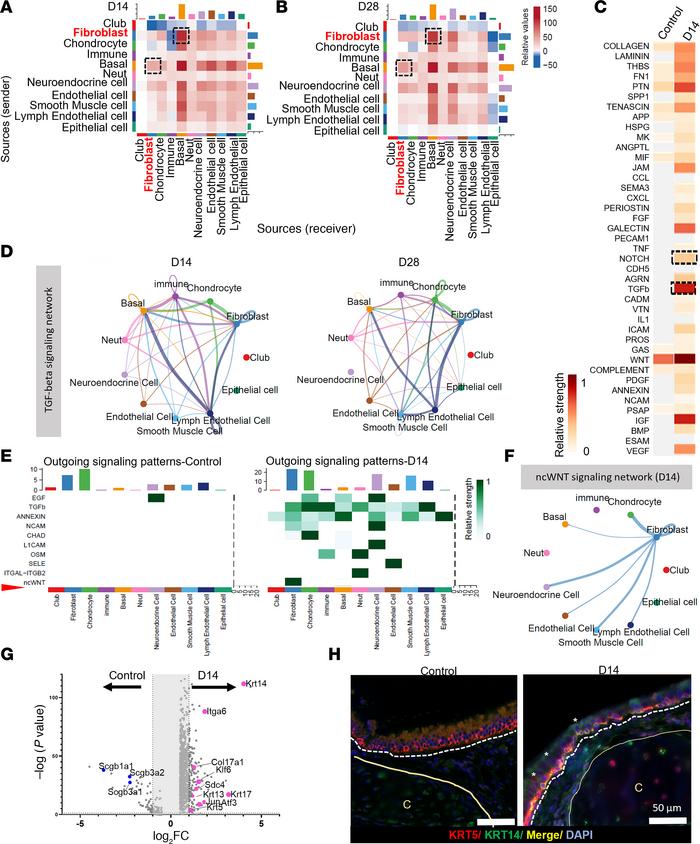 Fibroblast-basal cell communication mediated by TGF-β.
(A and B) Heatmap...