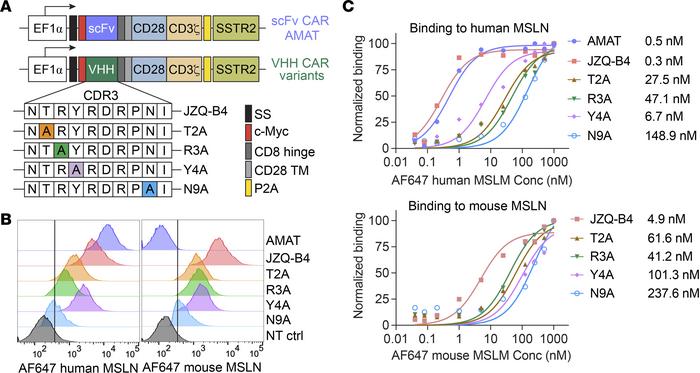 Binding affinities of MSLN CAR variants.
(A) Schematic representation of...