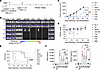 Affinity-tuned N9A CAR T cells mediate superior tumor response in vivo with
