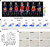 Affinity-tuned N9A CAR T cells exhibit enhanced tumor-targeting specificity