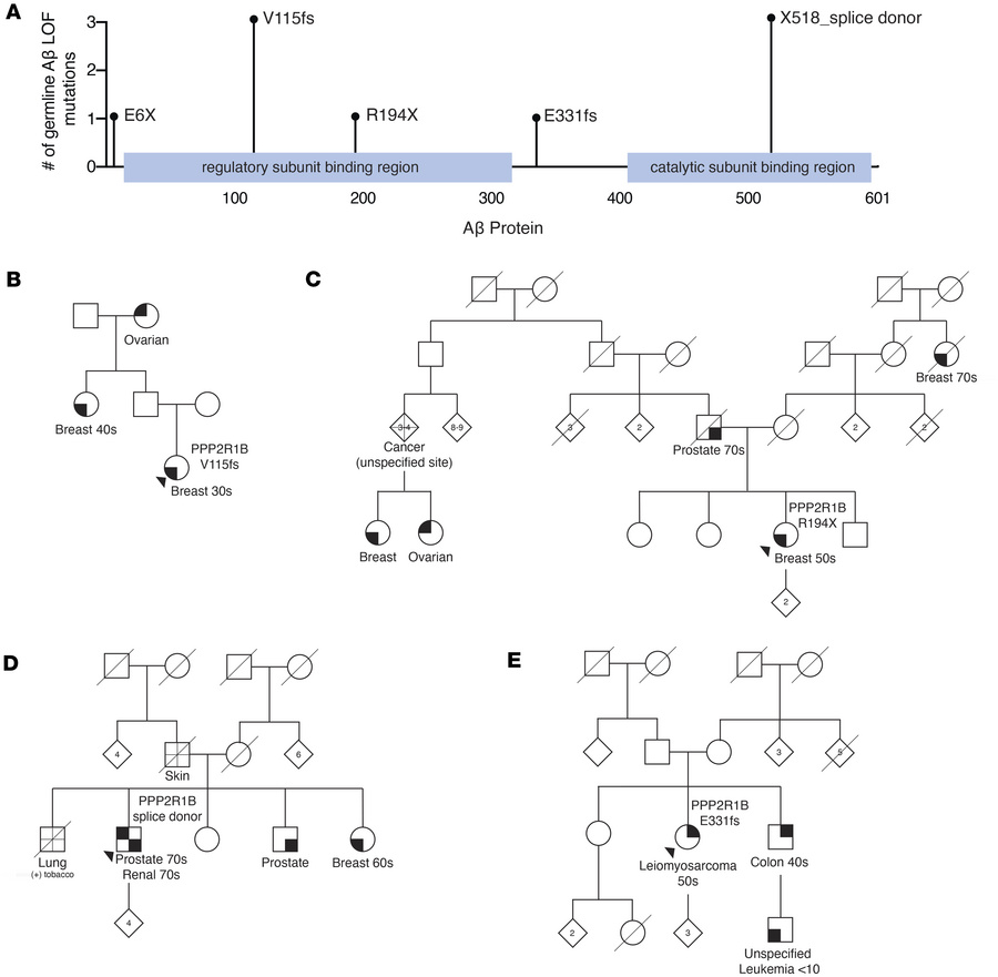 Multiple cancer patients identified with germline loss-of-function PPP2R...