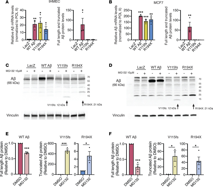Breast cancer–derived Aβ germline truncating mutants are targeted for pr...