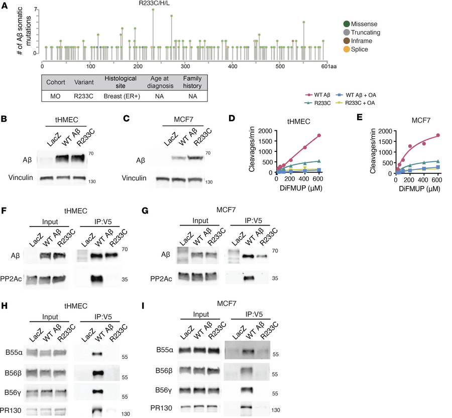 The recurrent Aβ somatic mutation R233C/H/L was discovered in the germli...