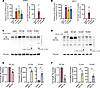 Breast cancer–derived Aβ germline truncating mutants are targeted for prote