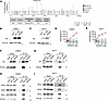 The recurrent Aβ somatic mutation R233C/H/L was discovered in the germline