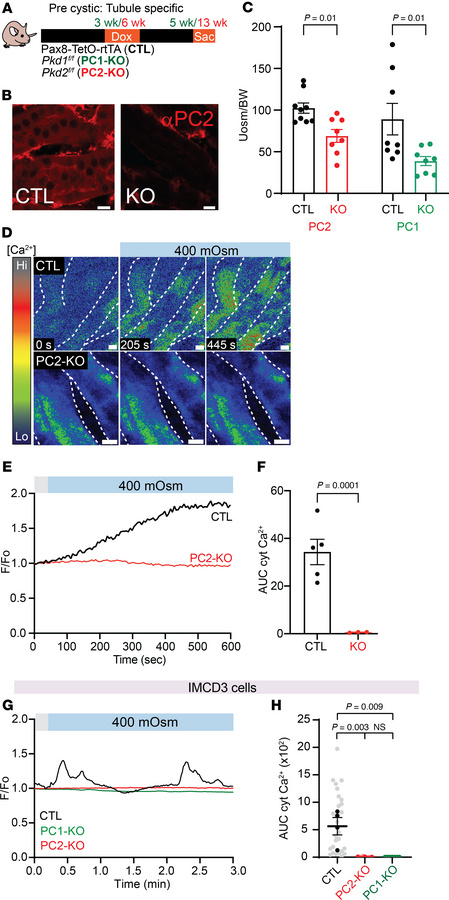 Precystic PC1 and PC2-KO mice have decreased urine concentration and dec...