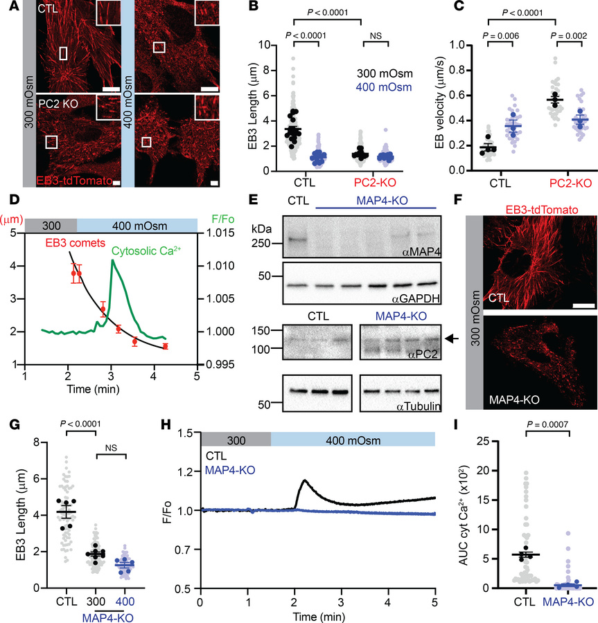 MAP4 is an upstream interactor of the PC2-mediated osmosensing pathway.
...