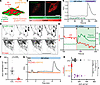 Hyperosmotic stimuli induce ER-localized PC2 calcium release.
