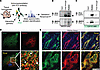 PC2 interacts with microtubule-associated protein 4 (MAP4).