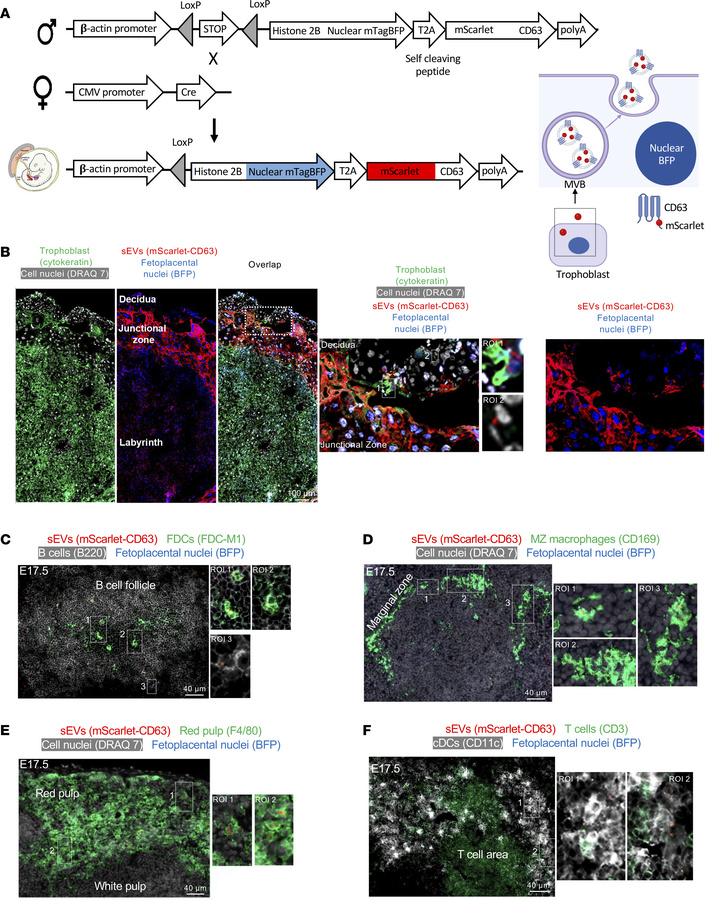 Fetoplacental CD63 sEVs reach the maternal immune cells in the spleen in...