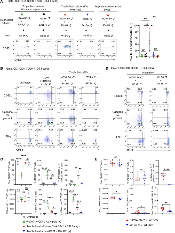 T cells in the maternal spleen recognize paternal Ag on trophoblast sEVs...