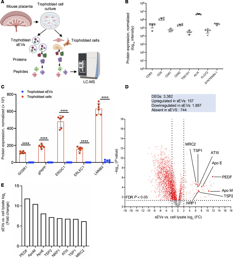Characterization by high-resolution LC-MS of protein cargo in mouse trop...