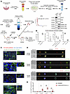 Human trophoblast sEVs are captured by human immune cells in vivo.