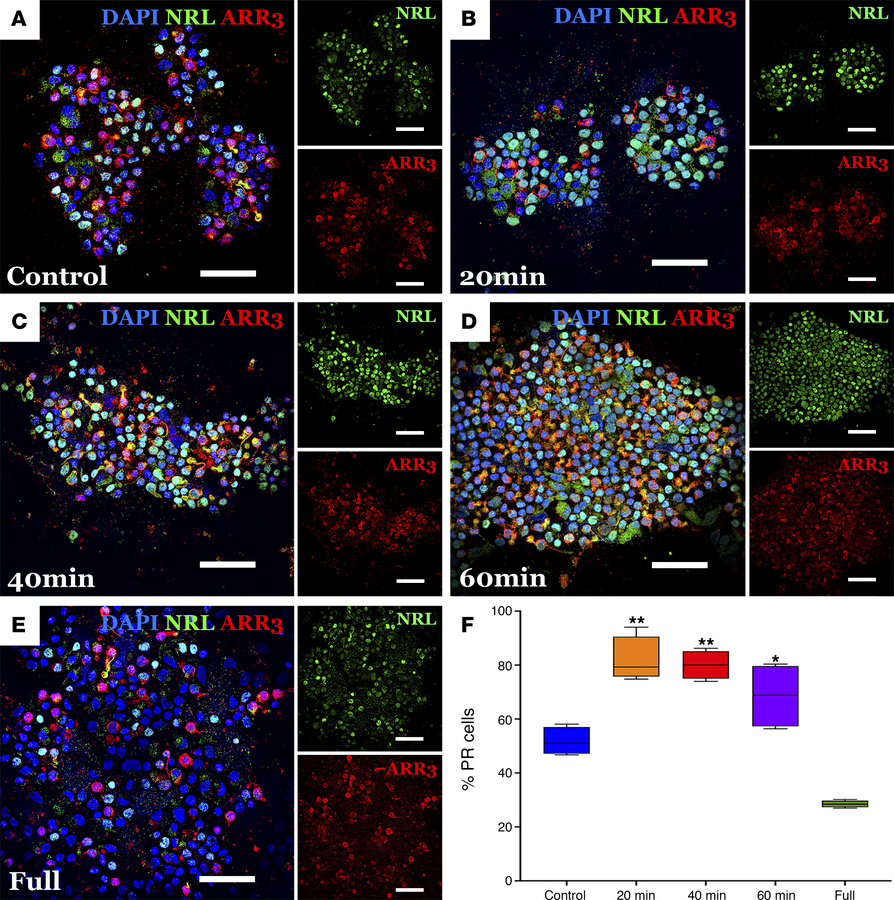 ICC of cells liberated from organoids via partial dissociation.
Cells li...