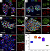 ICC of cells liberated from organoids via partial dissociation.