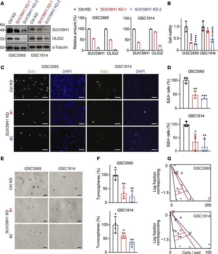 SUV39H1 regulates GSC proliferation and stemness.
(A) Western blot data ...