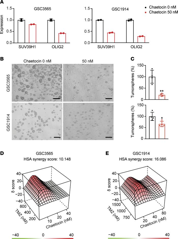 Chaetocin treatment disrupts GSCs and synergizes with TMZ.
(A) qPCR anal...