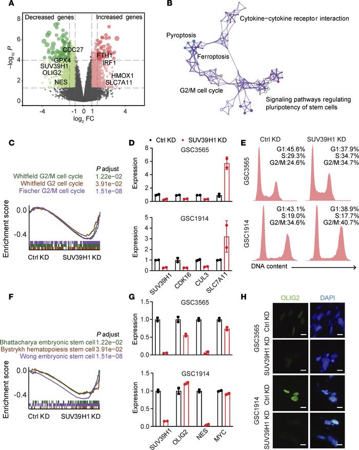 Signaling pathways regulated by SUV39H1 in GSCs.
(A) Volcano plot illust...