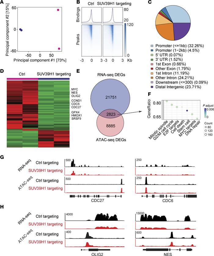 Targeting SUV39H1 alters chromatin accessibility in GSCs.
(A) Principal ...