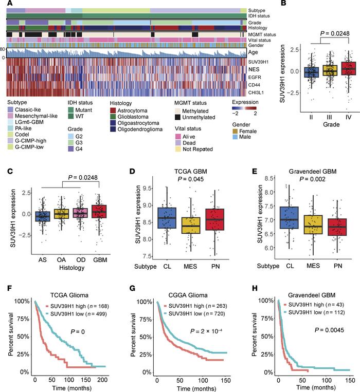 SUV39H1 serves as a therapeutic target and prognostic indicator in GBM.
...